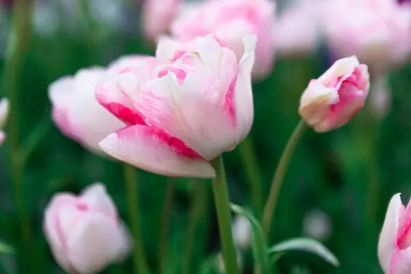 Vielfarbiges Blumenbeet Aus Tulpen Frühlingsblumen Schöner Frühlingshintergrund — Stockfoto