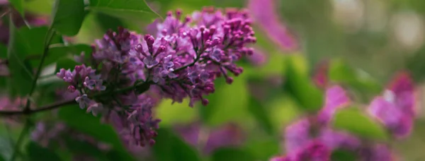 Ramură Flori Liliac Primăvară Înfloreşte Fundalul Primăverii Liliac Fundal — Fotografie, imagine de stoc