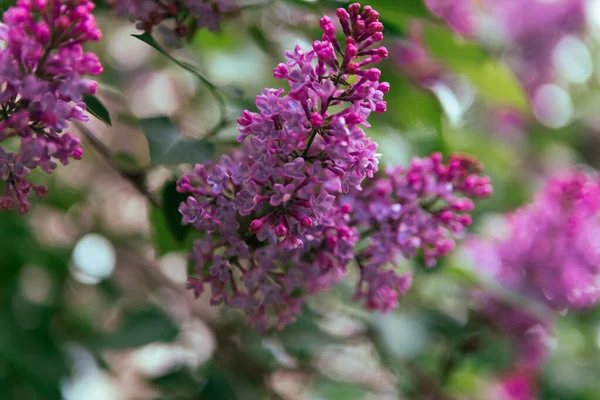 Filial Med Vårlila Blommor Blommande Våren Bakgrund Lilac Bakgrund — Stockfoto
