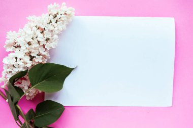 Pembe arka planda bahar leylak çiçekleri olan bir dal. Çiçek açan bahar arkaplanı. Anneler Günü arkaplanı. 