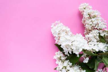 Sarı arka planda bahar leylağı çiçekleri olan bir dal. Çiçek açan bahar arkaplanı. Anneler Günü geçmişi. Metin için alanı kopyala