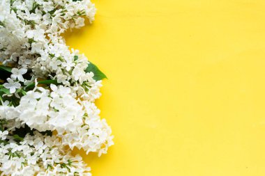 Sarı arka planda bahar leylağı çiçekleri olan bir dal. Çiçek açan bahar arkaplanı. Anneler Günü geçmişi. Metin için alanı kopyala