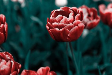Sarı arka planda bahar leylağı çiçekleri olan bir dal. Çiçek açan bahar arkaplanı. Anneler Günü geçmişi. Metin için alanı kopyala