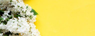 Sarı arka planda bahar leylağı çiçekleri olan bir dal. Çiçek açan bahar arkaplanı. Anneler Günü geçmişi. Metin için alanı kopyala