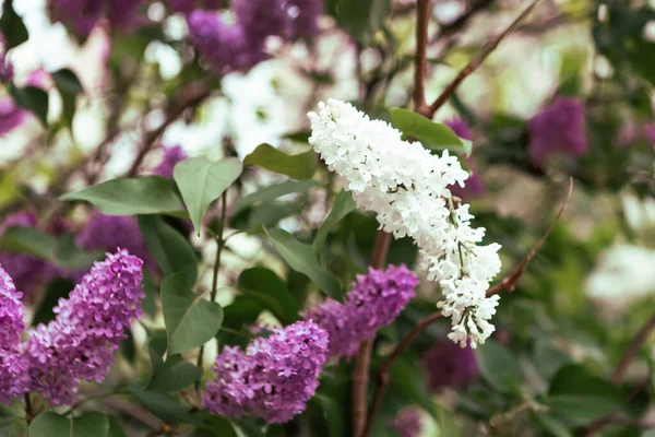 Ramură Flori Liliac Primăvară Înfloreşte Fundalul Primăverii Liliac Fundal — Fotografie, imagine de stoc