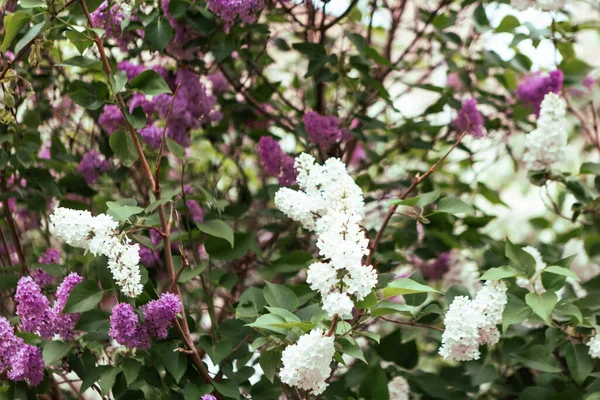 春に薄紫色の花を咲かせます 春を背景に開花 ライラックの背景 — ストック写真