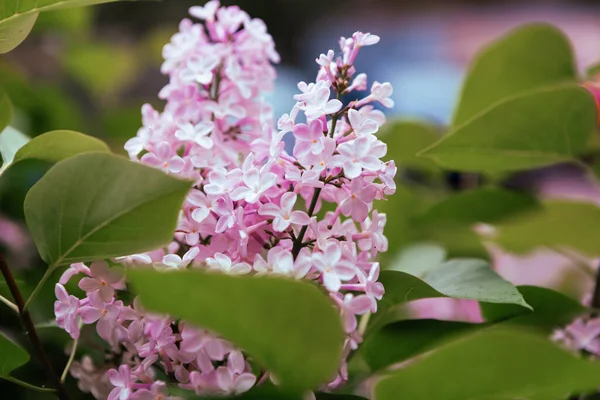 Ramură Flori Liliac Primăvară Înfloreşte Fundalul Primăverii Liliac Fundal — Fotografie, imagine de stoc