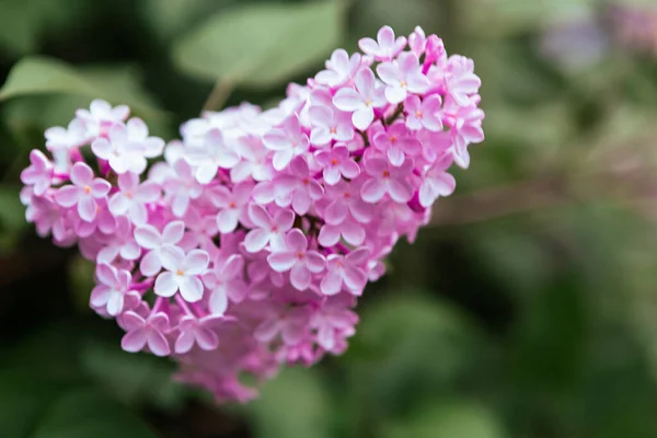 Gałąź Wiosennymi Kwiatami Lilii Kwitnące Źródło Tła Kontekst Liliowy — Zdjęcie stockowe