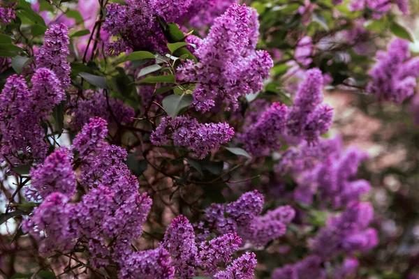 Ramură Flori Liliac Primăvară Înfloreşte Fundalul Primăverii Liliac Fundal — Fotografie, imagine de stoc