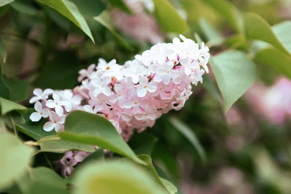 Ramură Flori Liliac Primăvară Înfloreşte Fundalul Primăverii Liliac Fundal — Fotografie, imagine de stoc