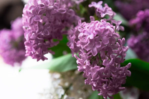 Gałąź Wiosennymi Kwiatami Lilii Kwitnące Źródło Tła Kontekst Liliowy — Zdjęcie stockowe