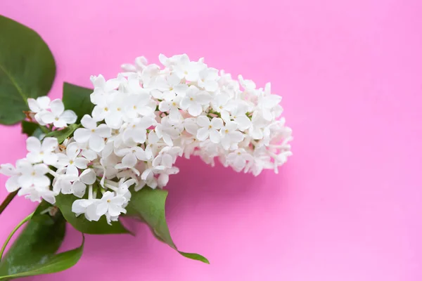 Κλάδος Ανοιξιάτικα Πασχαλινά Λουλούδια Ροζ Φόντο Ανθισμένο Ανοιξιάτικο Φόντο Ιστορικό — Φωτογραφία Αρχείου