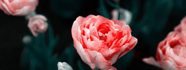 Multicolor Květinové Záhony Tulipánů Jarní Květiny Krásné Jarní Pozadí — Stock fotografie