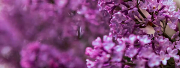Gałąź Wiosennymi Kwiatami Lilii Kwitnące Źródło Tła Liliowe Tło Rozkojarzony — Zdjęcie stockowe