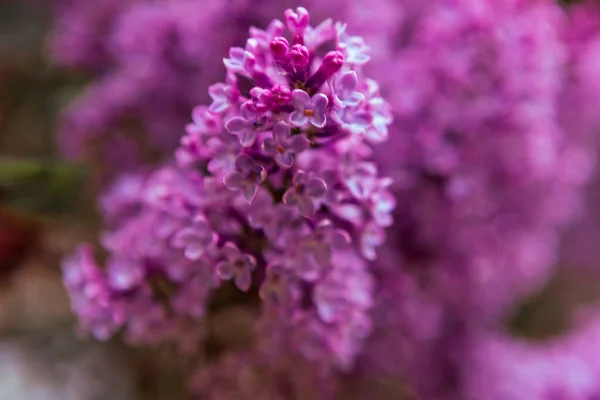 Ramură Flori Liliac Primăvară Înfloreşte Fundalul Primăverii Liliac Fundal — Fotografie, imagine de stoc