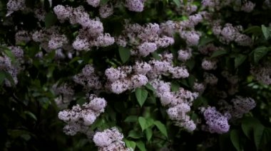 Bahar leylağı çiçekli dal. Çiçek açan bahar arkaplanı. Leylak arkaplan