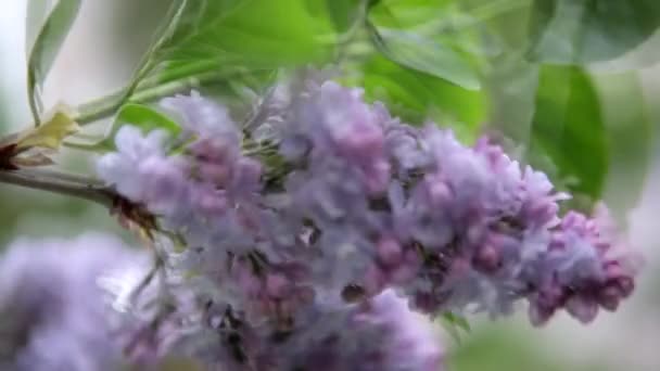 Větvička Jarními Květy Šeříku Rozkvetlé Jarní Pozadí Lilac Pozadí — Stock video