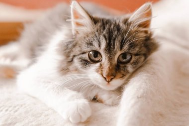 Küçük tüylü kedi portresi, yakın çekim.