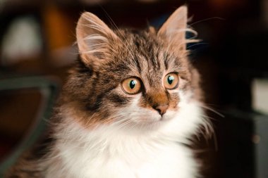 Küçük kahverengi tüylü kedi yavrusu portresi