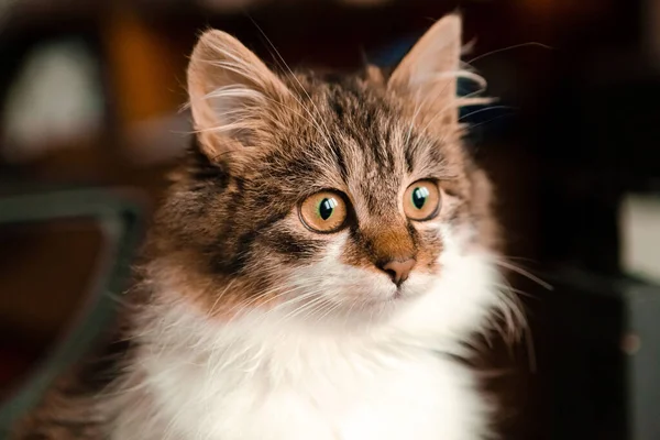 Küçük kahverengi tüylü kedi yavrusu portresi