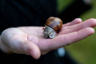 Kadın avucunun içinde bir salyangoz tutuyor