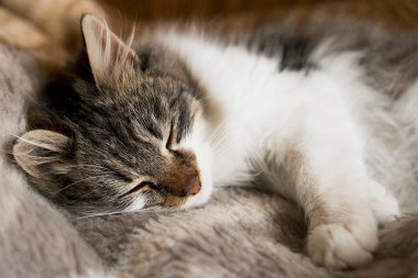 Yumuşak kedi yavrusu yatakta dinleniyor. Küçük kahverengi uyuyan kedi portresi