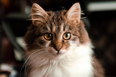 Genç pofuduk kahverengi kedi portresi