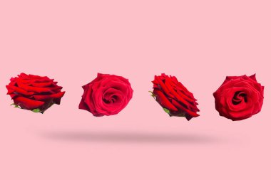 Pembe pastel arka planda kırmızı güller. Bahar çiçeği konsepti, tasarım için doğa düzeni