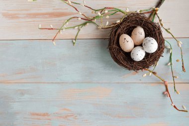 Yuvadaki söğüt dalında bıldırcın yumurtaları. Üst Manzara. Boşluğu kopyala