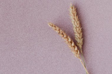 İki buğday kulaklı ve renkli simli arka plan. Minimalizm tarzında tarım kavramı. Metin için alanı kopyala