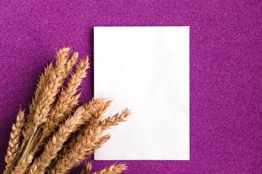 Bir sürü buğday kulağı ve parlak arkaplanda beyaz bir model. Minimalizm tarzında tarım kavramı. Metin için alanı kopyala