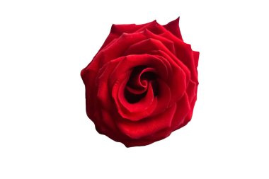 Beyaz üzerine kırmızı gül. Güzel çiçek açan yaz çiçekleri