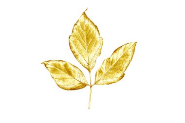 Beyaz üzerine izole edilmiş altın ağaç yaprağı. Tasarımcı şablonu