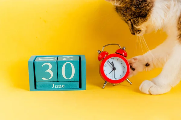 30 Haziran. Ay tarihi ve kedi yavrusu olan mavi küp takvimi.