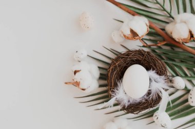 Yuvada tavuk yumurtası ve pamuk dalı beyaz arka plan, üst görünüm. 