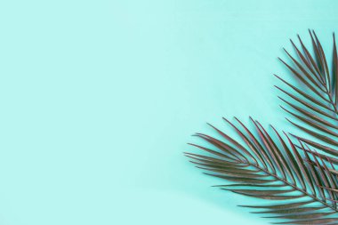 Mavi pastel arka planda palmiye dalları. Minimum konsept. Boşluğu kopyala