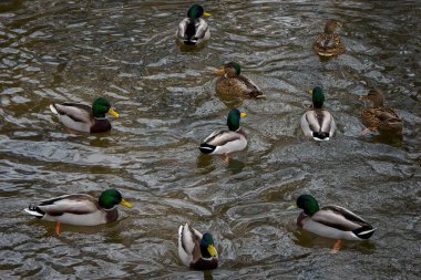 Birçok ördek gölette yüzer.