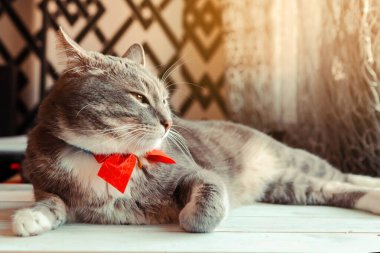 Parlak kırmızı papyonlu genç gri kedi portresi. Tatil boyunca neşeli ev kedisi