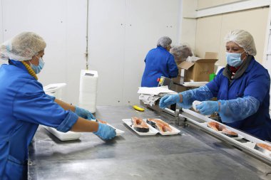 Konserve gıda üretim hattı. Kadınlar taşıma bandıyla çalışır