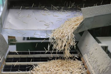 Kibrit fabrikası. Taşıyıcı banttaki kibritler. Üretim hattı