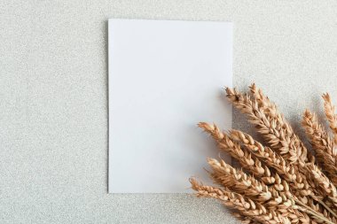 Bir sürü buğday kulağı ve gümüş parıltılı arka planda beyaz model. Minimalizm tarzında tarım kavramı. Metin için alanı kopyala