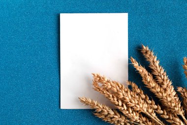Bunch of wheat ears and white mockup blank on blue glitter background. Agriculture concept in minimalism style. Copy space for the text