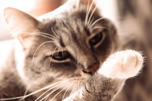 Cerca Foto Del Gato Gris Lavando Sus Patas —  Fotos de Stock