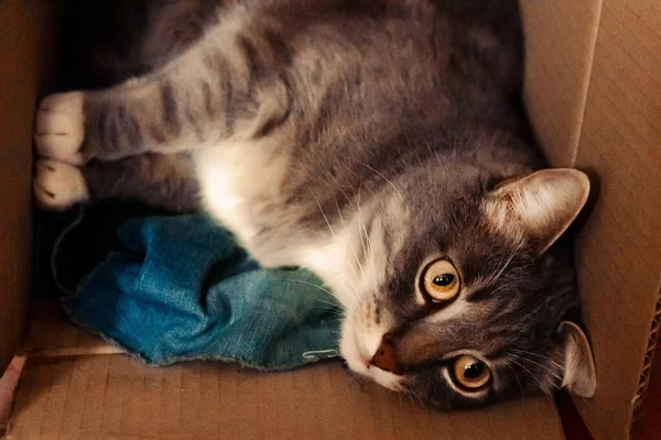 猫は箱に閉じ込められている 面白い若い灰色の猫の肖像画 — ストック写真