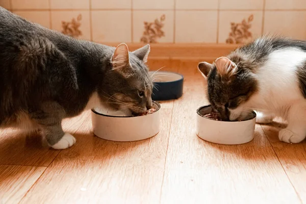 Mutfakta yemek yiyen iki kedi. Kapatın.