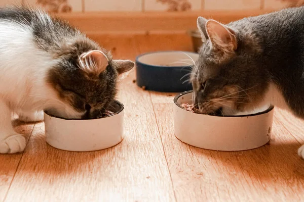 two cats eating food on the kitchen, close up