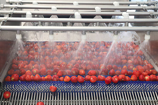 Washing strawberry at factory with automatic machine