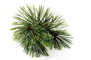 Çam dalı beyaz, yakın planda izole