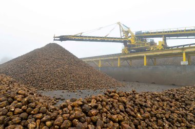 Şeker fabrikasında şeker pancarı deposu