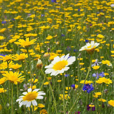 Mavi çiçekli yaz tarlası ve sarı mısır kadife çiçeği 